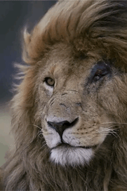 Gif animé lion tête